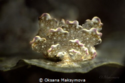 Nudibranch Cyerce bourbonica by Oksana Maksymova 